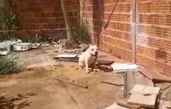 Crueldade: Pit bull morre após ser encontrado amarrado em terreno baldio