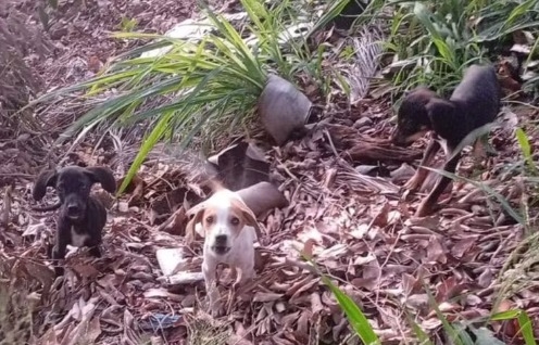 Mulher é multada em R$ 15 mil por abandono de filhotes em Fernandópolis