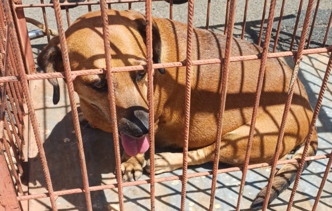 Bombeiros resgatam cachorra que caiu em bueiro no centro de Fernandópolis