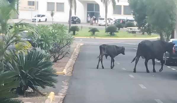 Gado solto causa transtornos no trânsito em avenidas na zona sul da cidade