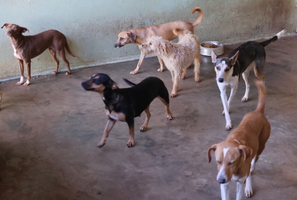 Centro de Zoonoses realiaza Feirinha de Adoção no sábado. Foto - Divulgação