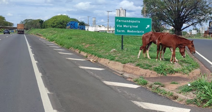 Perigo na pista: cavalos soltos voltam a colocar motoristas em risco na Euclides da Cunha