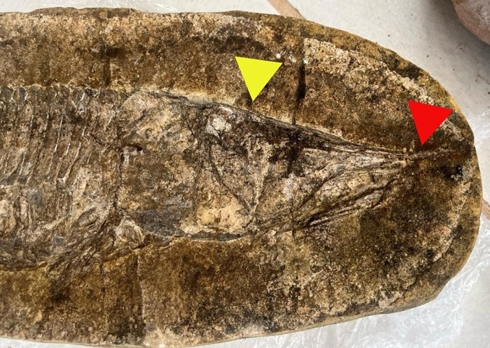 Museu de Paleontologia recebe lote de fósseis com 115 milhões de anos