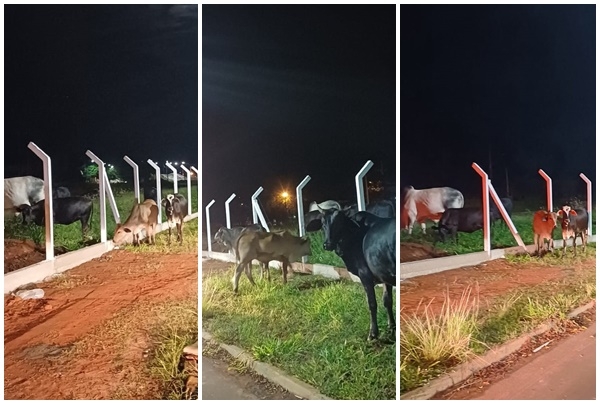 Gado solto em avenida mobiliza  agentes de trânsito e zoonoses