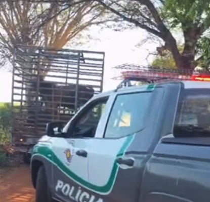 Drone ajuda Polícia Ambiental localizar bovino furtado na região