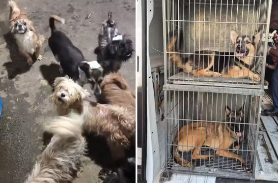 Polícia prende mãe e filho por maus tratos a animais e aplica multa de R$ 426 mil