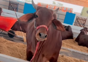 Expo de Fernandópolis já tem cronograma para julgamento de bovinos