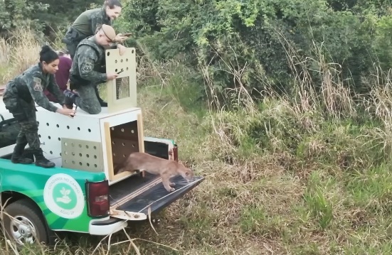 Após recuperação em hospital veterinário de Fernandópolis, onça-parda é devolvida à natureza